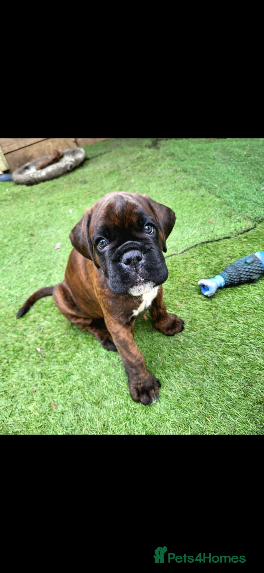 Boxer dogs for sale: Beutyful bobtail/ tailed Boxer puppy - Advert 1