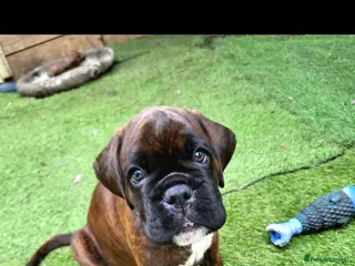 Boxer dogs Beutyful bobtail/ tailed Boxer puppy - Advert 1