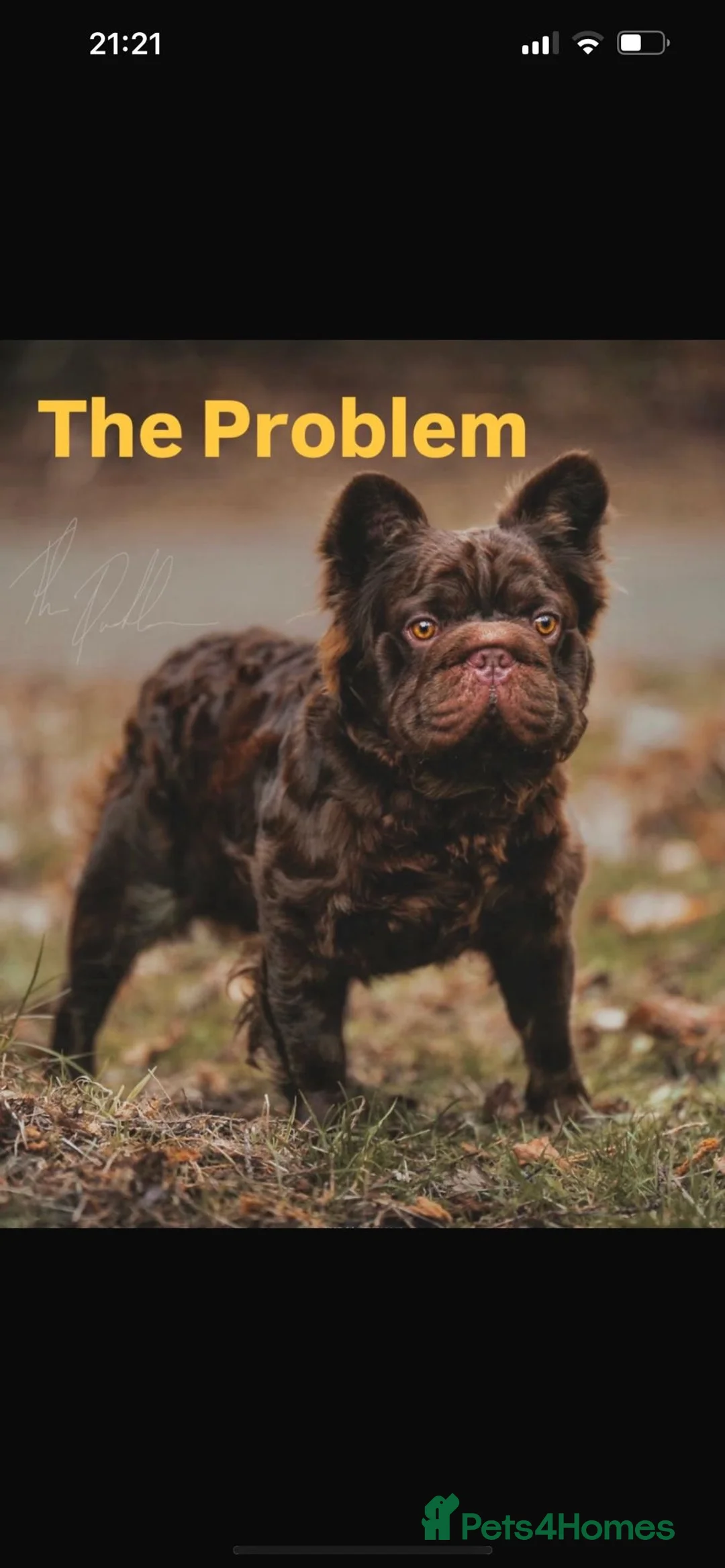 French Bulldog dogs for sale: Kc reg blue n tan female for sale  - Advert 6