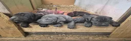 Cane Corso dogs for sale: Cane Corso liter - Advert 3