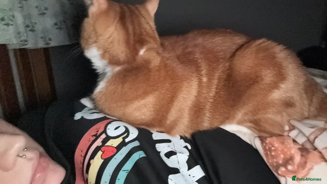 Mixed Breed cats for sale: Marla cat she’s 3 not 2 I can’t change  - Advert 8