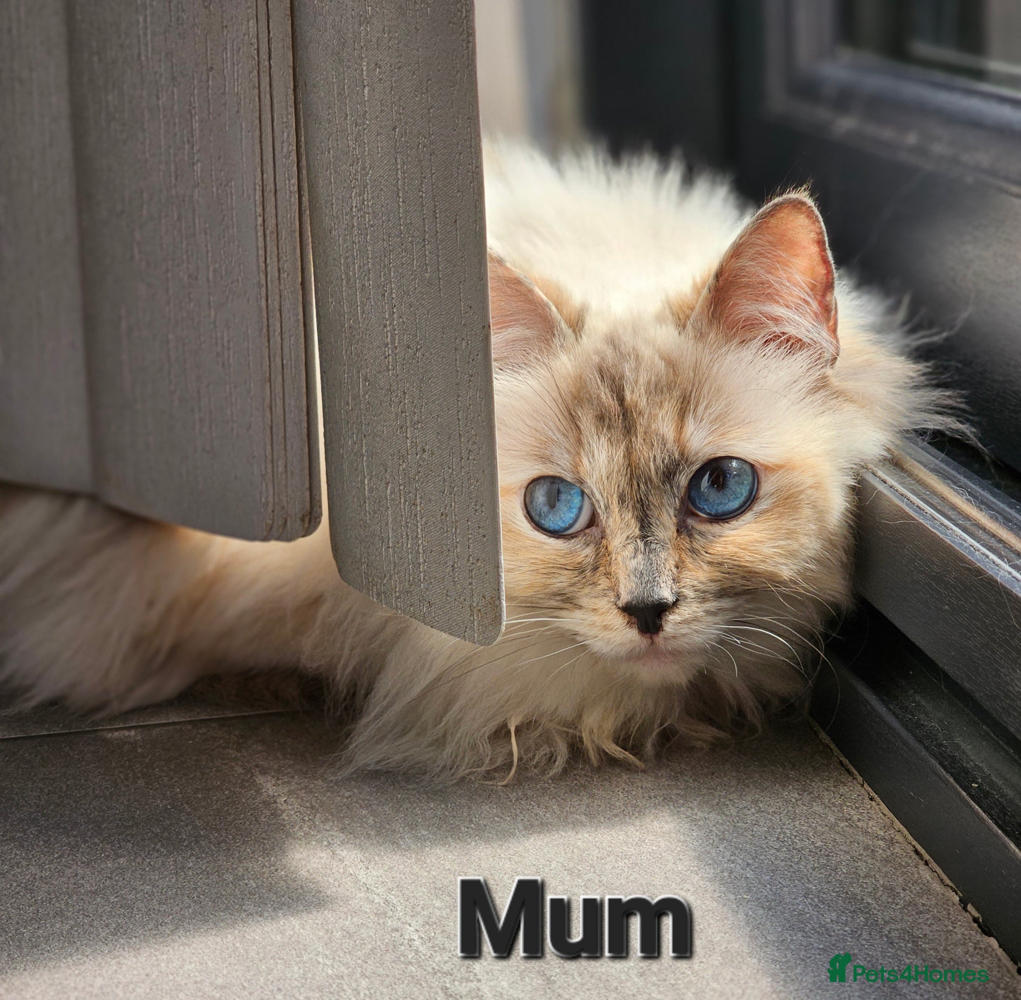 Ragdoll cats ragdoll kittens for  sale  - Advert 1