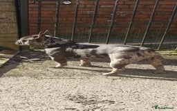 French Bulldog dogs for stud: Blue fawn white mariel  - Image 1
