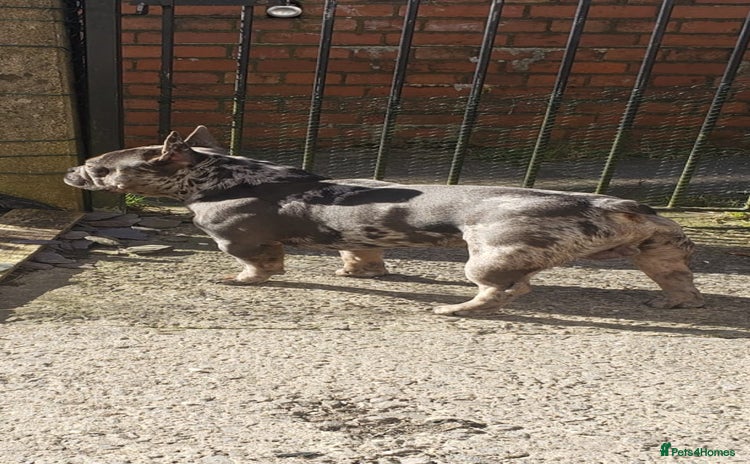 French Bulldog dogs - Advert 3