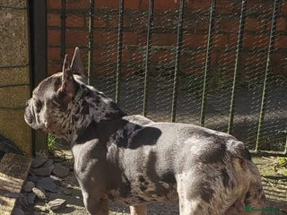 French Bulldog dogs - Advert 9