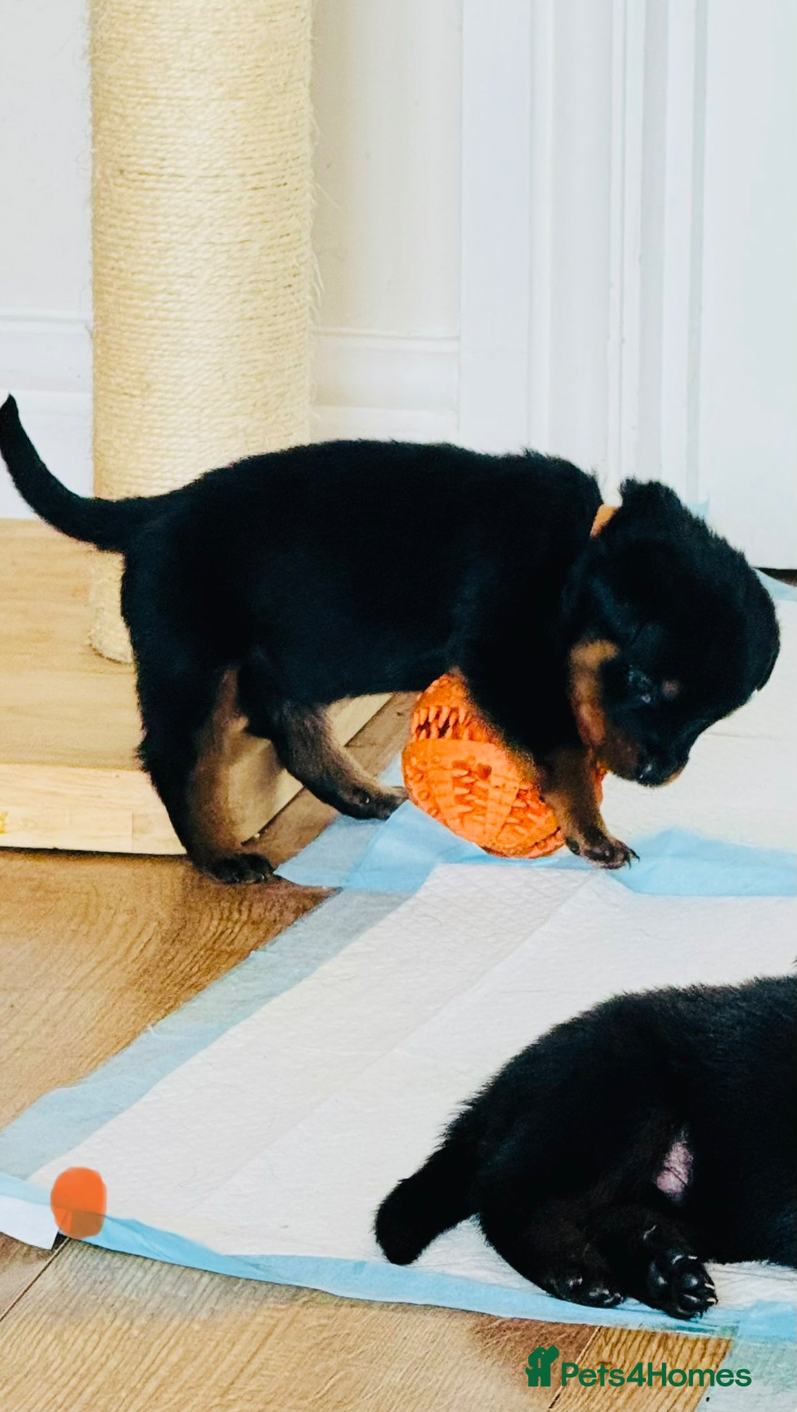 Rottweiler dogs for sale: Pedigree Rottweiler puppies for sale - Advert 15