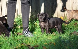 Presa Canario dogs for sale: Presa canario puppies (recognised breeder) - Image 27
