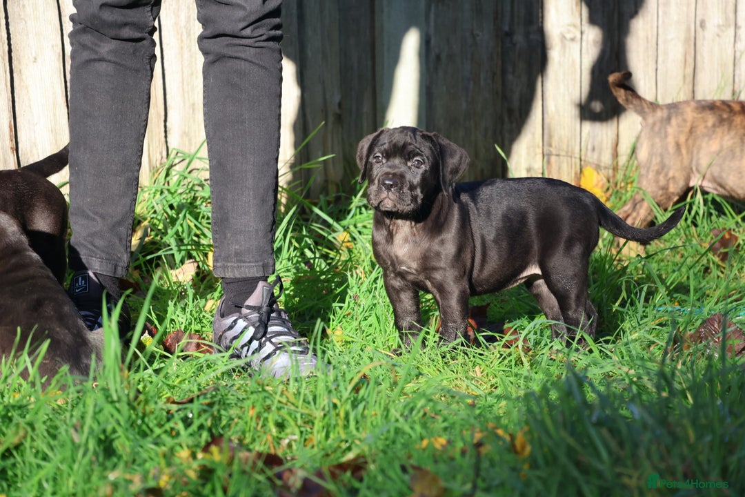 Presa Canario dogs for sale: Presa canario puppies (recognised breeder) - Image 27