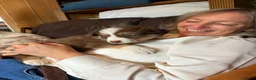 Border Collie dogs for sale: 2 male chocolate border collie puppies red Merle - Advert 11