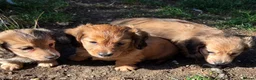 Dachshund dogs for sale: 4 Long Haired Mini Dachshunds beautifully stunning - Advert 21