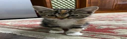 Mixed Breed cats for sale: 6 Kittens Ready for sale in Harrow - Advert 3