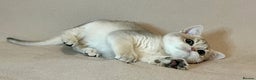 British Shorthair cats for sale: Pure beautiful British shorthair  - Advert 2