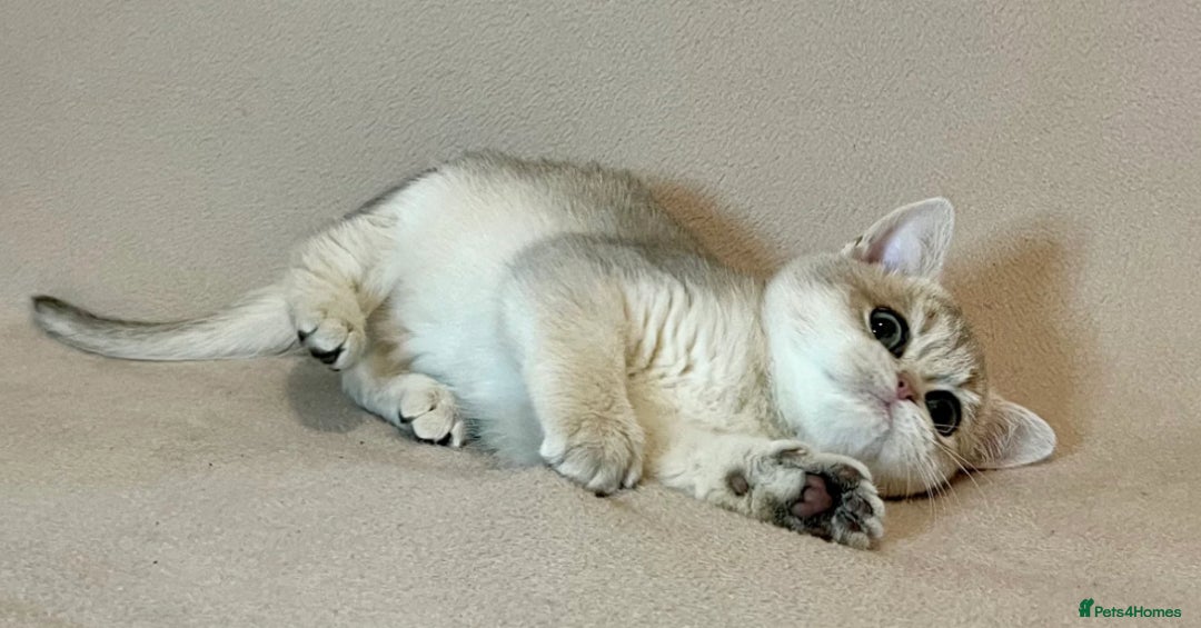 British Shorthair cats for sale: Pure beautiful British shorthair  - Advert 2
