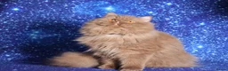 British Longhair cats for sale: Cinnamon British Longhaired cat available  - Advert 10