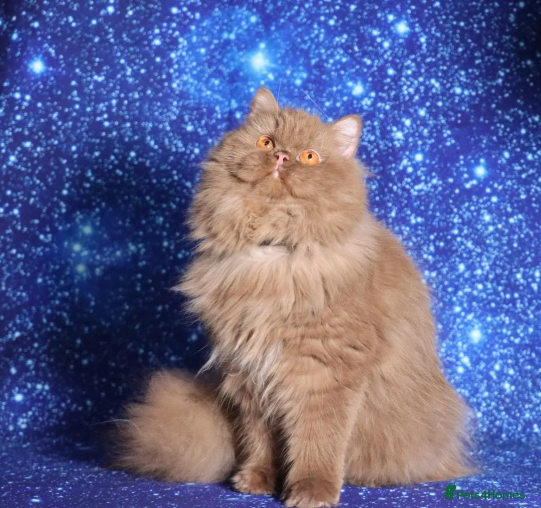 British Longhair cats for sale: Cinnamon British Longhaired cat available  - Advert 10