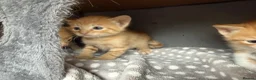 Domestic Shorthair cats for sale: Kittens for sale (including ginger females!) - Advert 16
