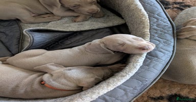 Weimaraner dogs - Advert 11
