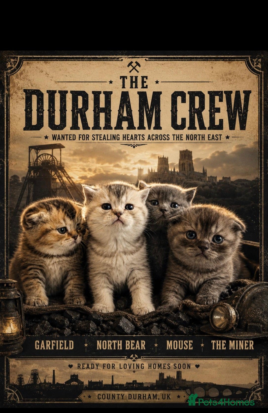 British Shorthair cats British Shorthair Kittens – Reservation Open - Advert 1