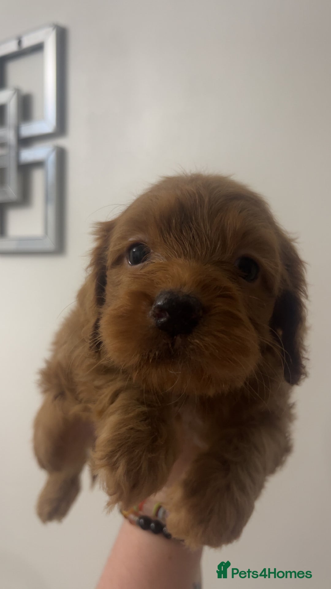 Cockapoo dogs for sale: Health tested cockapoo puppies for sale - Image 5