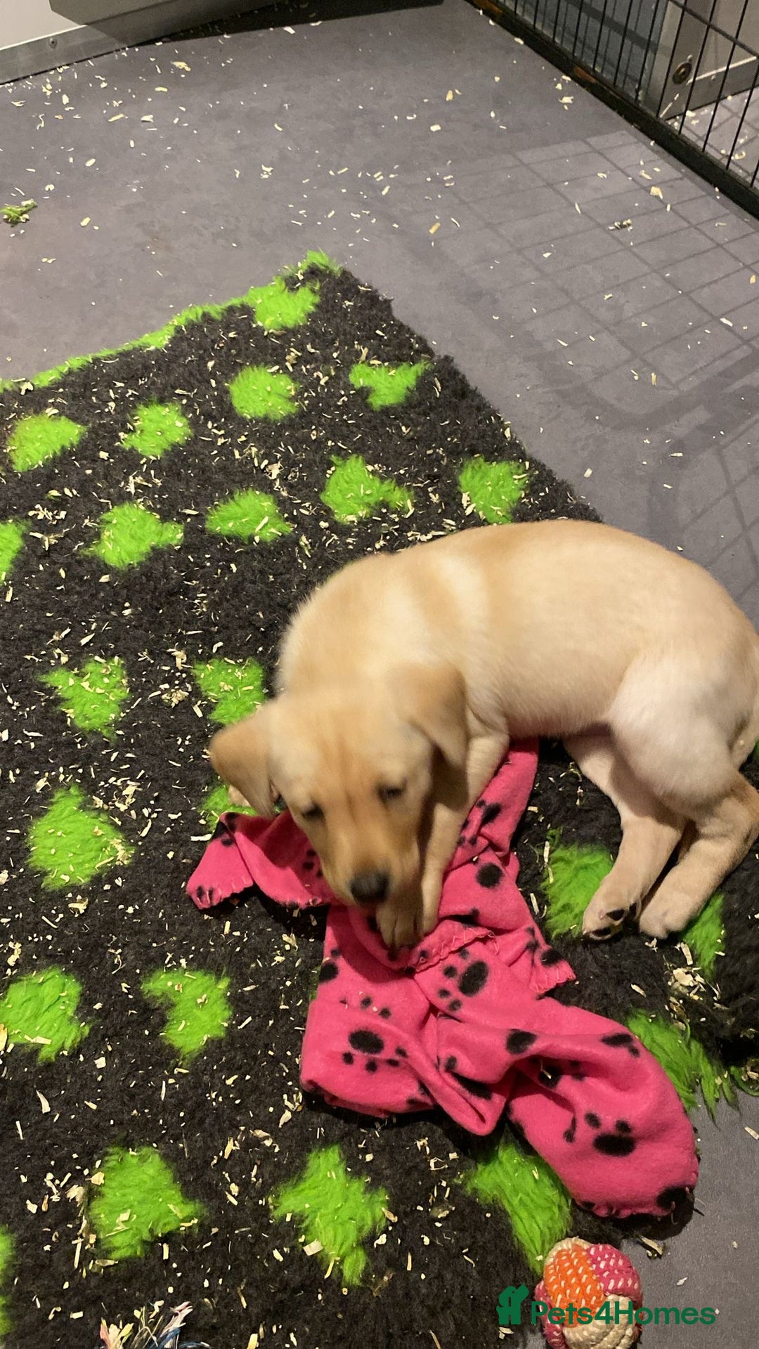 Labrador Retriever dogs for sale: Yellow and Labrador puppiea - Advert 7