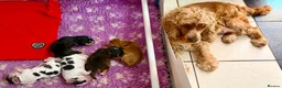 Cocker Spaniel dogs for sale: Champion Bloodlines Show Type Cocker Spaniels - Advert 6
