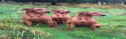 Labrador Retriever dogs for sale: Expressions of Interest - Fox Red Labrador Puppies in Chester - Advert 8