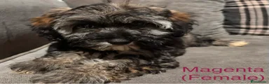 Puppy 3- Magenta 