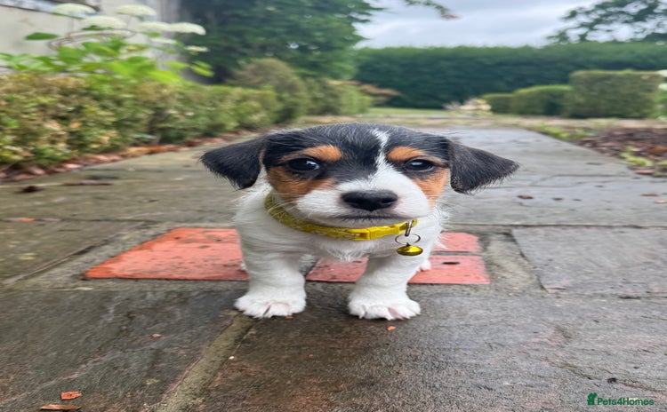 Jack Russell dogs in Tunbridge Wells - Advert 5