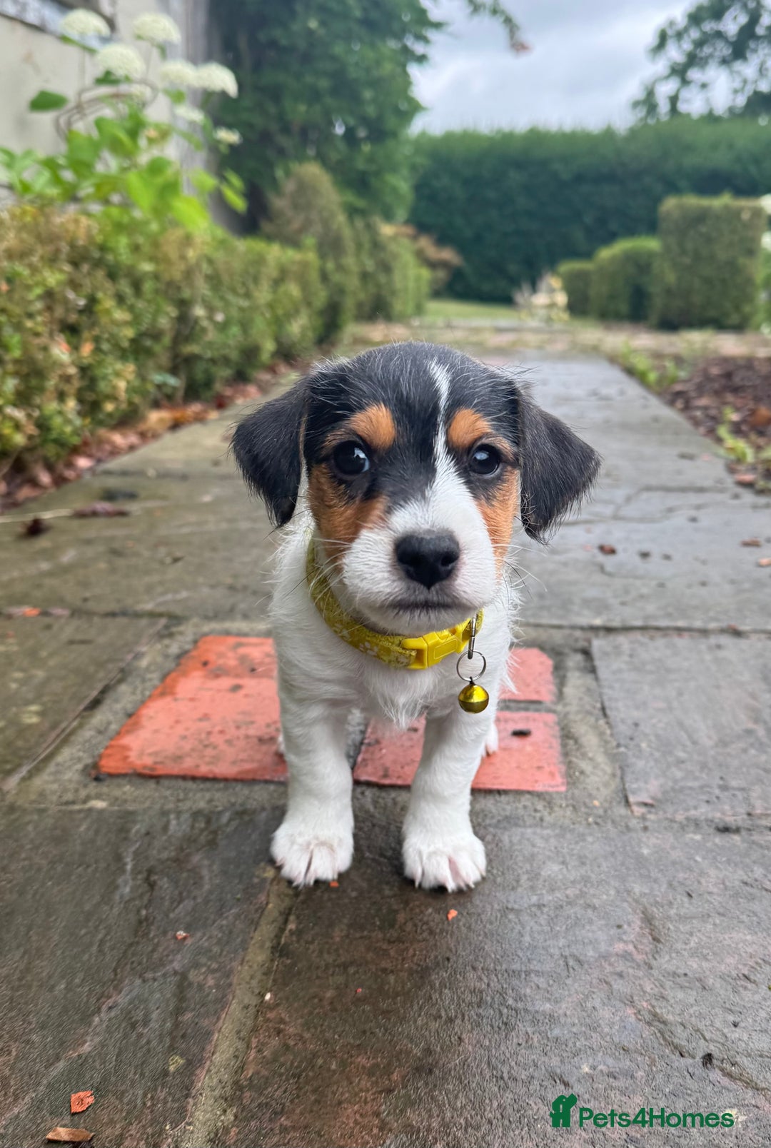 Jack Russell dogs for sale: Georgeous Jack Russell Puppy boy  in Tunbridge Wells - Image 1