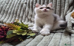 British Shorthair cats for sale: Lilac Golden and white boy  - Image 2