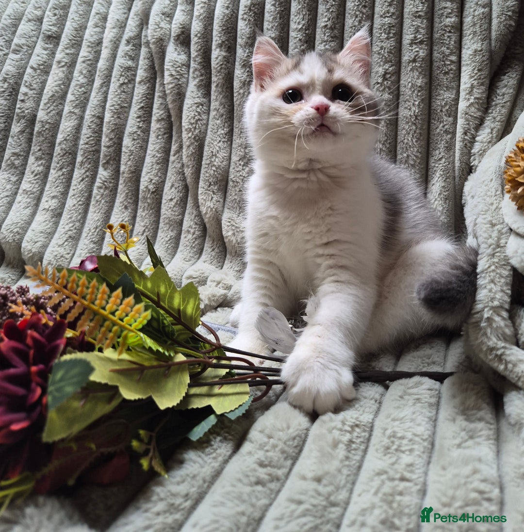 British Shorthair cats for sale: Lilac Golden and white boy  - Image 2
