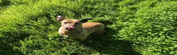 Mixed Breed dogs for adoption: Please Can You Offer Olivia a Home 🏠  - Advert 8