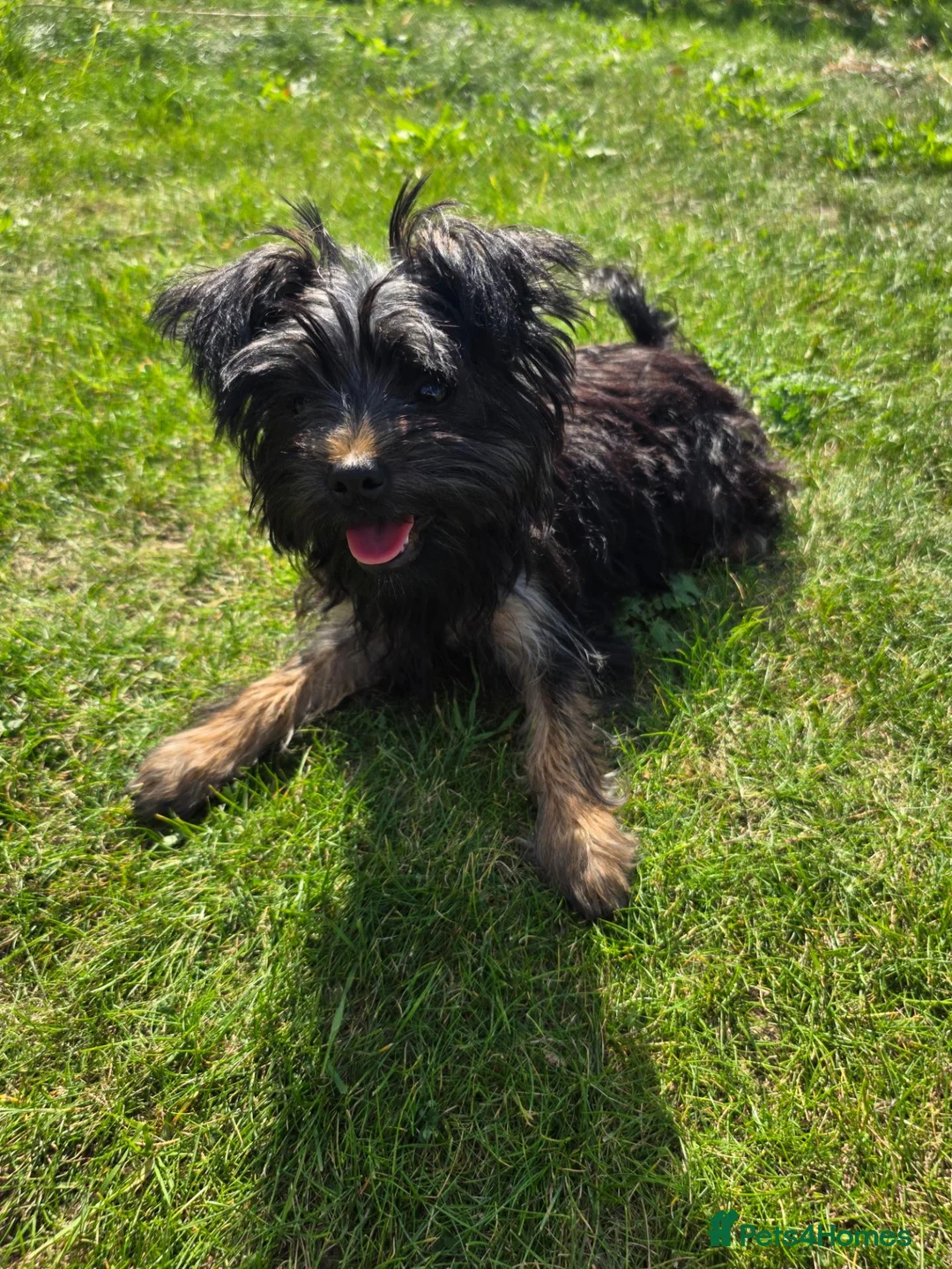 Yorkshire Terrier dogs for sale: Yorkie pup - Advert 2