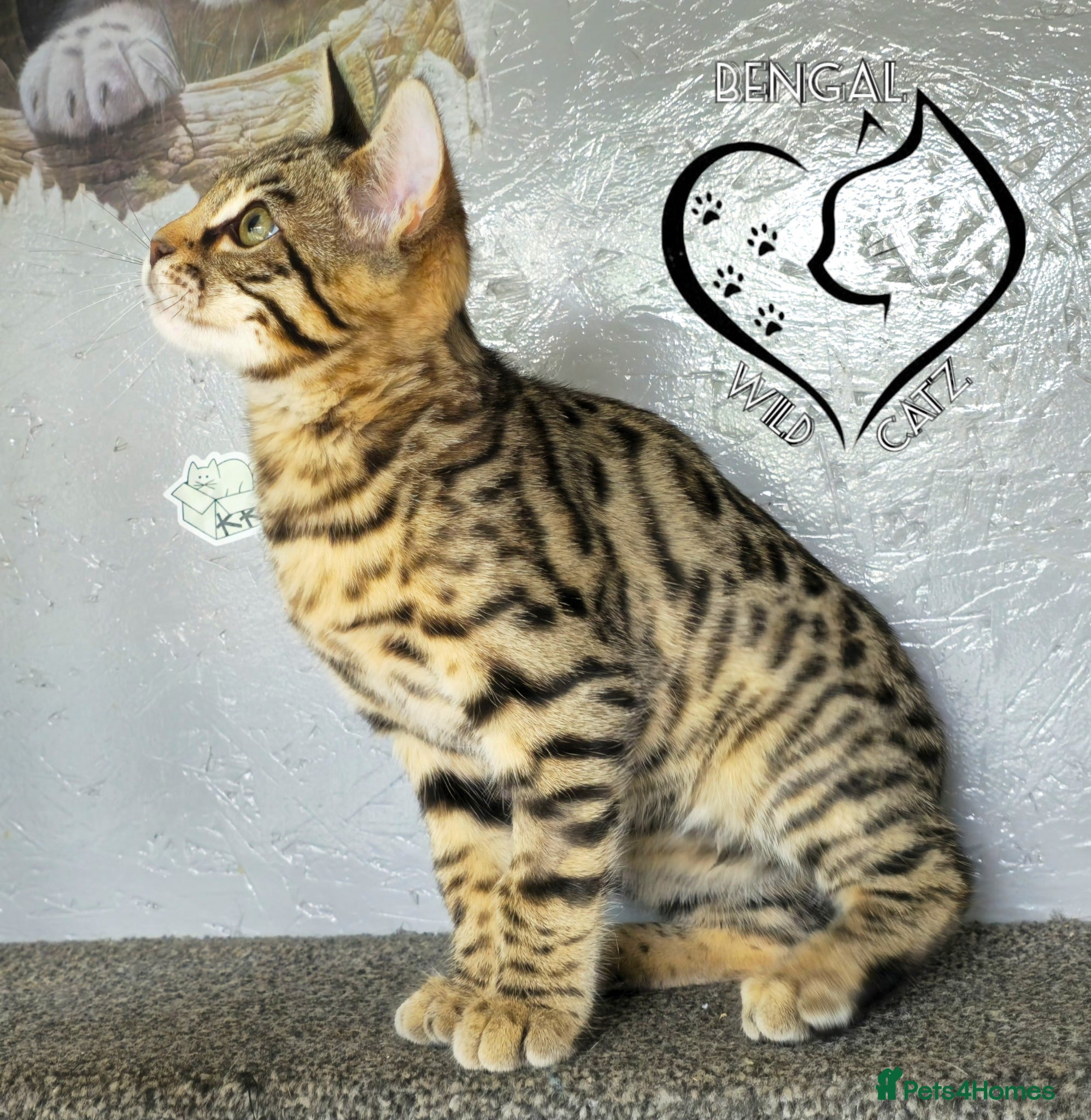 Bengal cats for sale: 4 beautiful bengal boys ready to leave now - Advert 11