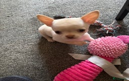 Chihuahua dogs for sale: KC Smooth coat tiny Chihuahua puppies - Image 8