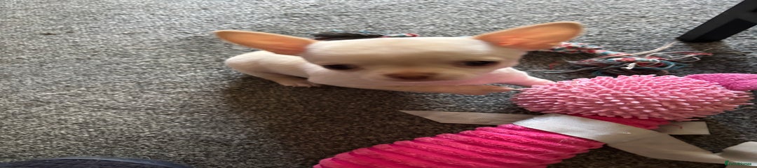 Chihuahua Puppy 2