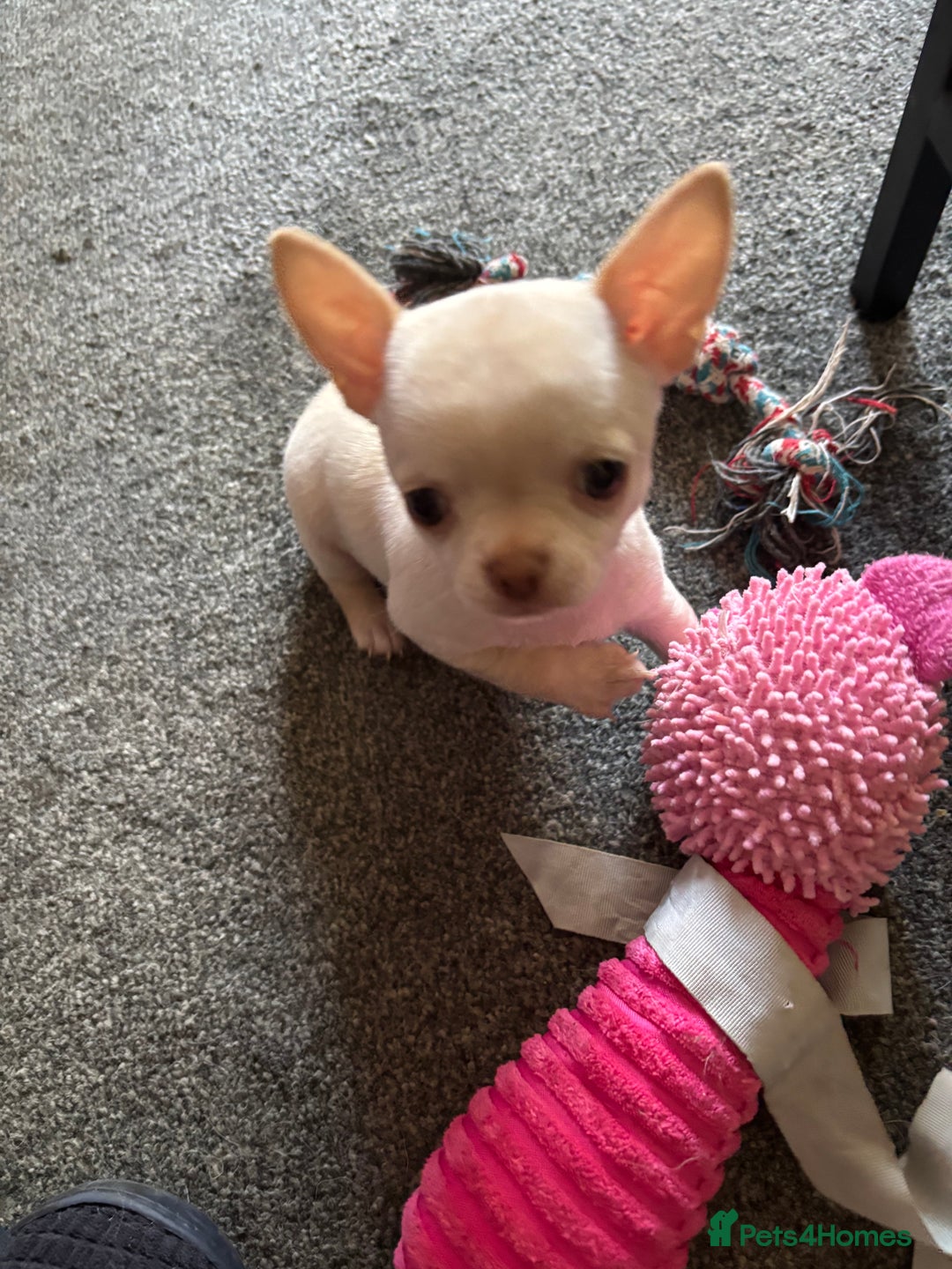 Chihuahua dogs for sale: KC Smooth coat tiny Chihuahua puppies - Image 8