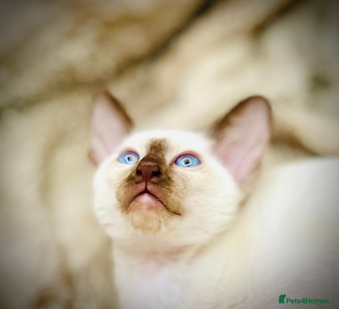 Siamese cats for sale: Stunning Siamese Kittens - Champion Bloodlines - Advert 1