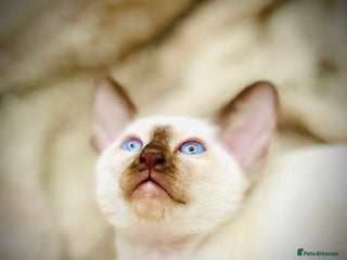 Siamese cats Stunning Siamese Kittens - Champion Bloodlines - Advert 4