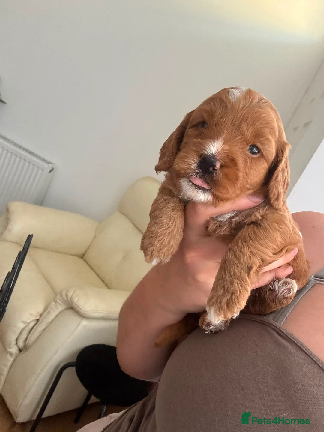 Cockapoo dogs for sale: F1 Cockapoo puppies health tested parents - Advert 2