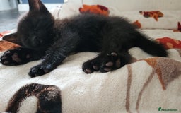 Mixed Breed cats for sale: 3 beautiful kittens. - Image 7