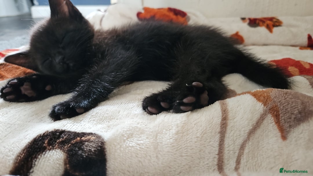 Mixed Breed cats for sale: 3 beautiful kittens. - Image 7