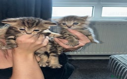 British Shorthair cats for sale:  British shorthair / American bobtail - Image 3