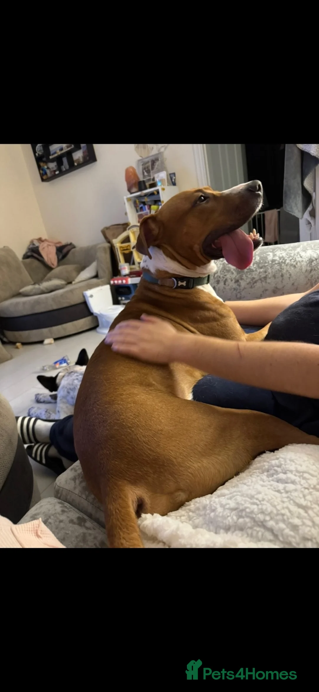 American Bull Staffy dogs for sale: Stuffy/ American bulldog  in Felixstowe - Advert 3