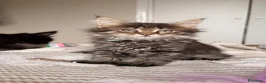 Maine Coon 5