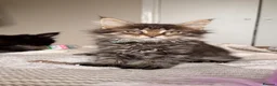 Maine Coon cats for sale: MAINE COON KITTENS. Some polydactyl.  - Advert 17
