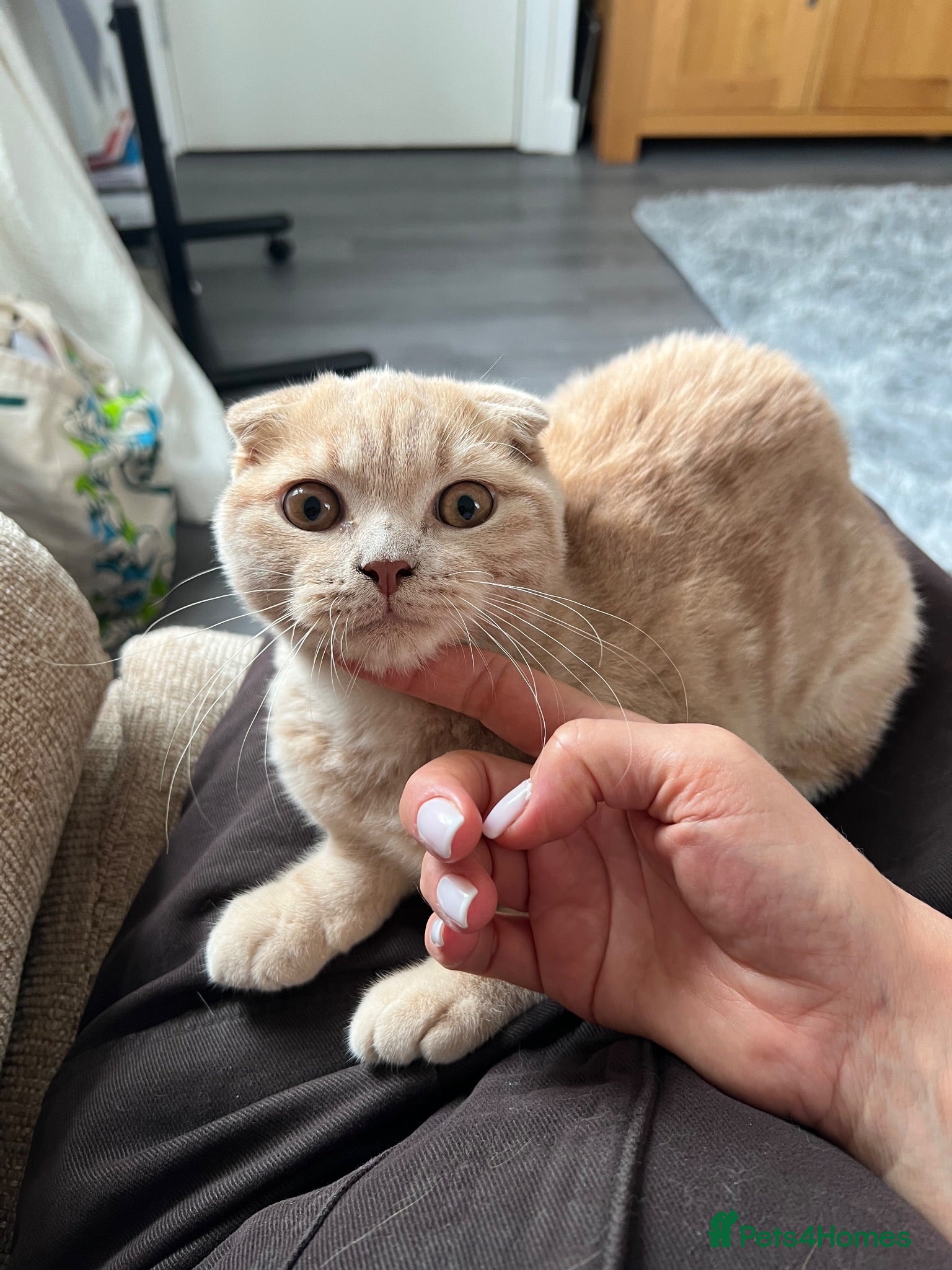 Scottish Fold cats 😻CREAM COLOUR BOY😻only one kitten left - Advert 2