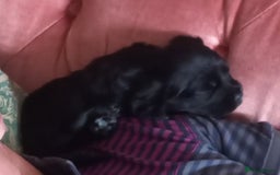 Sprocker dogs for sale: Sprocker puppies ready for new adventures! - Image 11