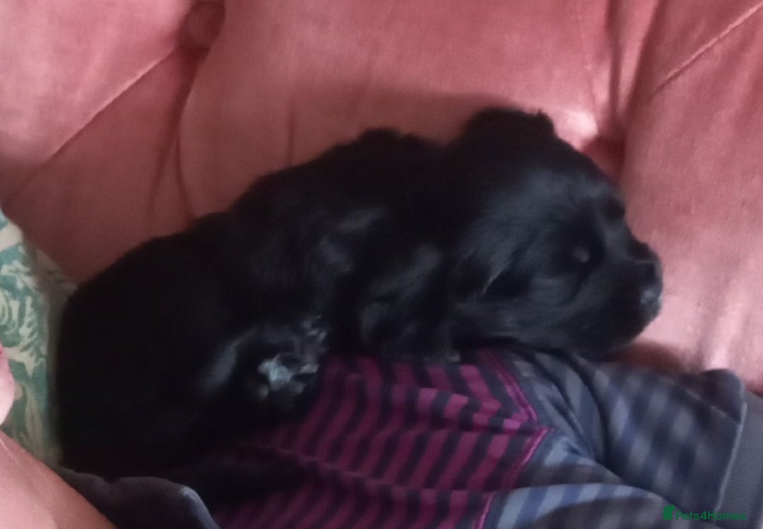 Sprocker dogs for sale: Sprocker puppies ready for new adventures! - Image 11