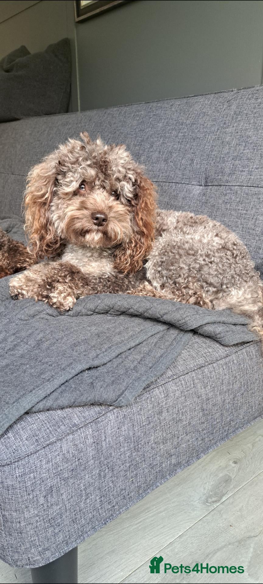 Cockapoo dogs F1b Cockapoo stud chocolate merle DNA tested  - Advert 9